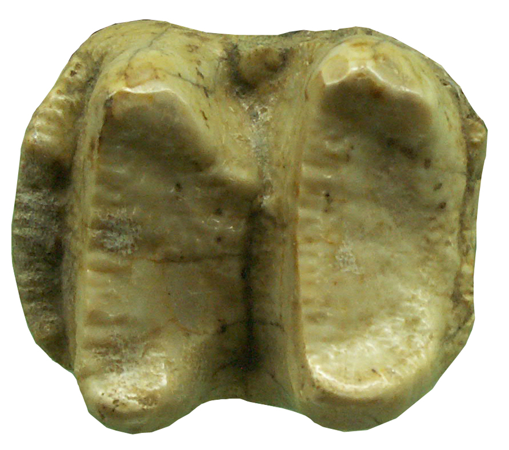 molaire Dinotherium