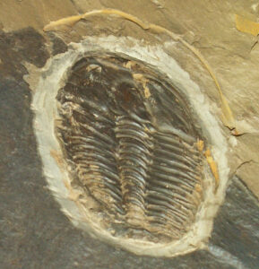 trilobite